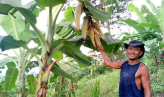 Petani Pisang Takalar Raup Harapan: Kisah Syahrir di Karepattoddo yang Menginspirasi