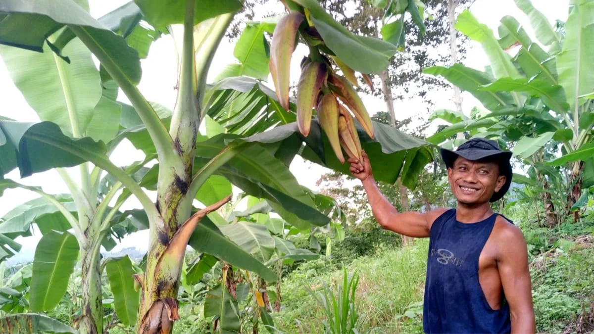 Petani Pisang Takalar Raup Harapan: Kisah Syahrir di Karepattoddo yang Menginspirasi 4 Petani Pisang Takalar Raup Harapan: Kisah Syahrir di Karepattoddo yang Menginspirasi