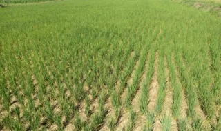 Ironis! Air Bendungan Pammukkulu Melimpah, 20 Hektare Sawah Petani Moncongkomba Justru Terancam Gagal Panen