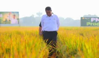 PM-AAS Naikkan Produksi Padi hingga 13 Ton per Hektare