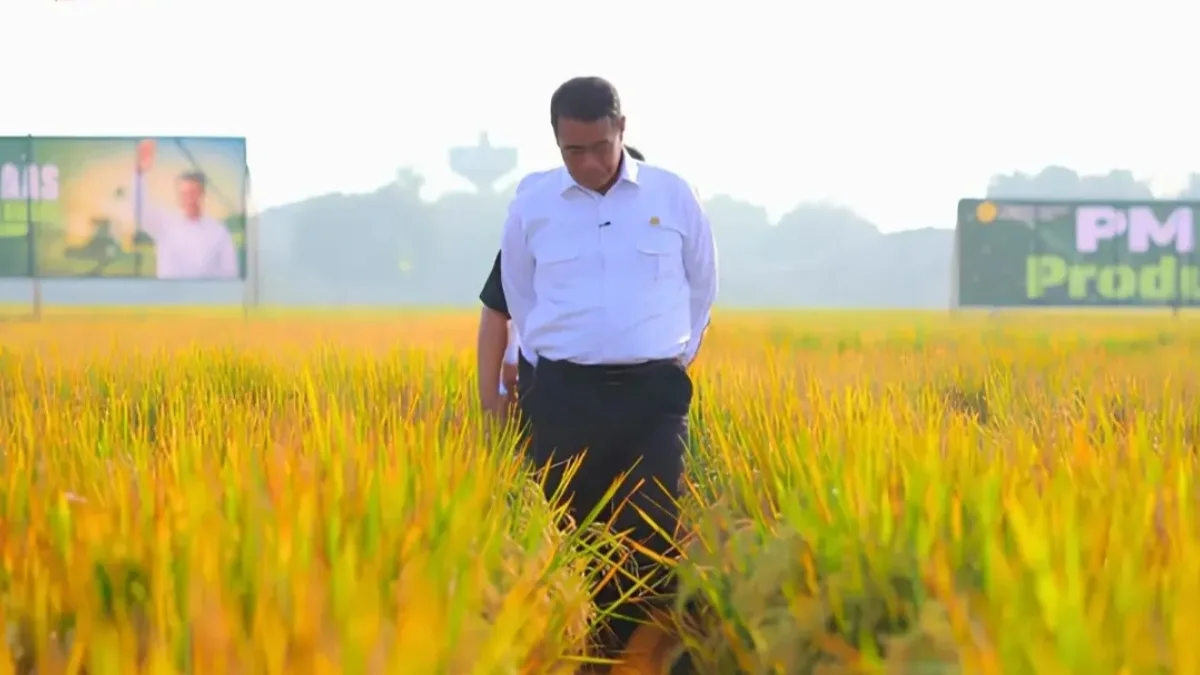 PM-AAS Naikkan Produksi Padi hingga 13 Ton per Hektare