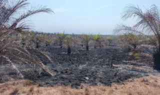 Dua Karhutla di Polman Bakar Lebih dari 20 Hektare Lahan