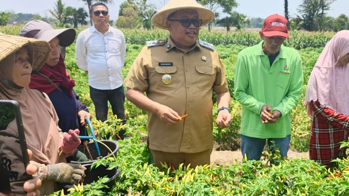 Bupati Takalar bersama petani saat panen cabai di Moncongkomba