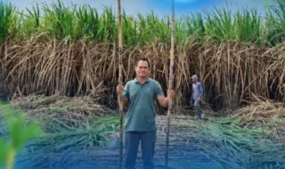 Tebu SGN 01 Mulai Ditebang di Kediri, Produktivitas Ditargetkan 125 Ton per Hektare