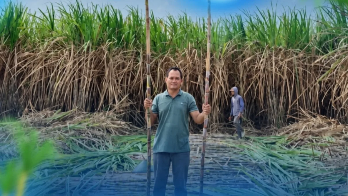 Tebu SGN 01 Mulai Ditebang di Kediri, Produktivitas Ditargetkan 125 Ton per Hektare